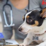 mejores veterinarias en Región Metropolitana de Santiago Chile