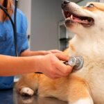 mejores veterinarias en Valparaíso Chile